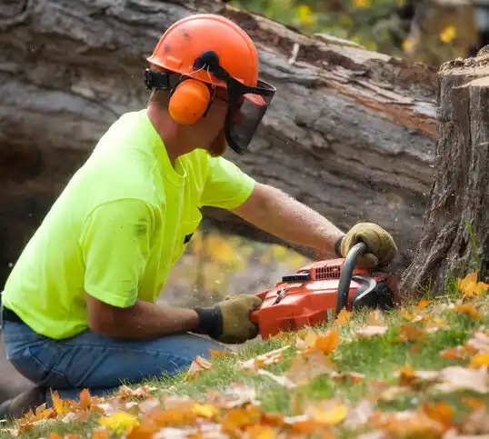 tree services Forest Lake